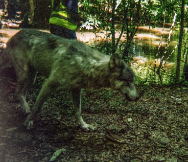 wolf 23