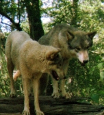 wolf 32