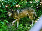 wolf 40