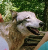 wolf 44