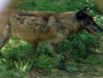 wolf 51
