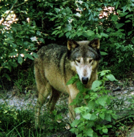 wolf 58