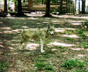 wolf 59
