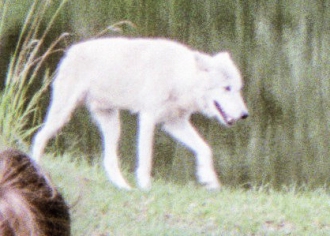 wolf 61
